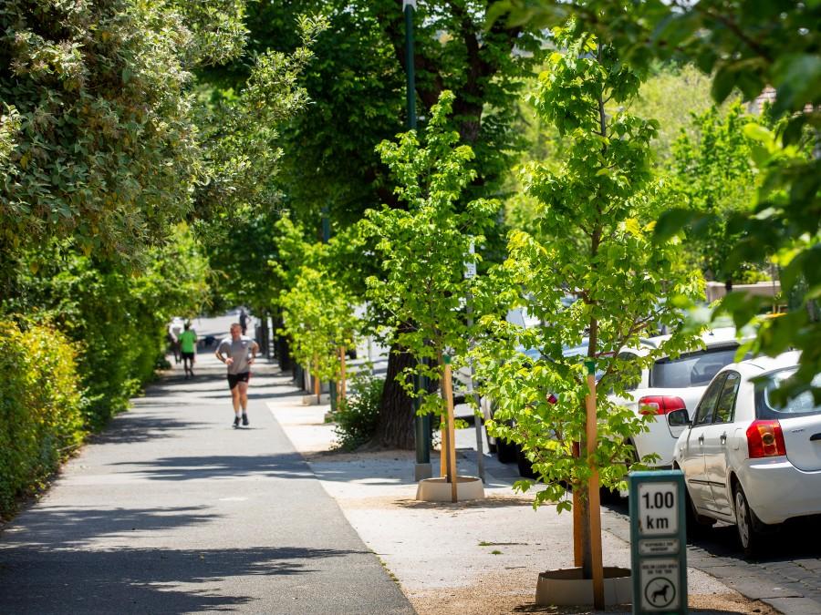 Jogger on a tree-lined footpath
